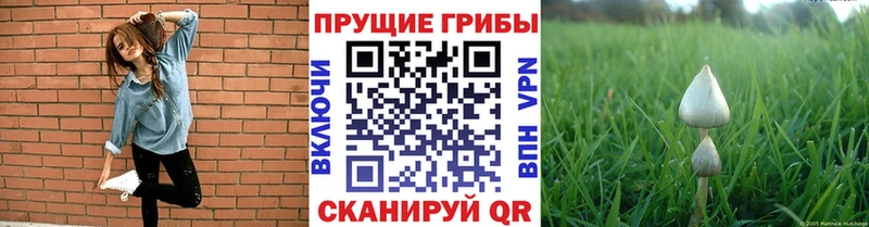 наркошоп  Уфа  Псилоцибиновые грибы ЛСД 